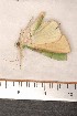  ( - CLV1165)  @12 [ ] Copyright (2010) Unspecified Institut National de la Recherche Agronomique, Orleans, Forestry Zoology