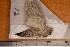 ( - CLV1169)  @12 [ ] Copyright (2010) Unspecified Institut National de la Recherche Agronomique, Orleans, Forestry Zoology