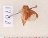  ( - CLV1208)  @12 [ ] Copyright (2010) Unspecified Institut National de la Recherche Agronomique, Orleans, Forestry Zoology