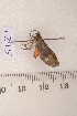 ( - CLV1215)  @12 [ ] Copyright (2010) Unspecified Institut National de la Recherche Agronomique, Orleans, Forestry Zoology