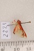  ( - CLV1222)  @12 [ ] Copyright (2010) Unspecified Institut National de la Recherche Agronomique, Orleans, Forestry Zoology