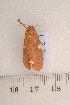  ( - CLV1224)  @13 [ ] Copyright (2010) Unspecified Institut National de la Recherche Agronomique, Orleans, Forestry Zoology