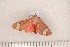  ( - CLV1226)  @12 [ ] Copyright (2010) Unspecified Institut National de la Recherche Agronomique, Orleans, Forestry Zoology