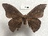  ( - LNOU-0160)  @13 [ ] Copyright (2017) Rodolphe Rougerie Muséum national d'Histoire naturelle, Paris