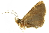  ( - BIOUG00729-B08)  @12 [ ] CreativeCommons - Attribution (2011) CBG Photography Group Centre for Biodiversity Genomics
