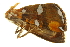  ( - BIOUG00731-H09)  @13 [ ] CreativeCommons - Attribution (2011) CBG Photography Group Centre for Biodiversity Genomics