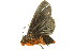  (Hemicephalis proserpina - BIOUG00735-B02)  @12 [ ] CreativeCommons - Attribution (2011) CBG Photography Group Centre for Biodiversity Genomics