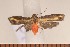  ( - CLV3163)  @13 [ ] Copyright (2011) David C. Lees Unspecified