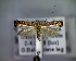  (Calybites phasianipennella - CLV5198)  @14 [ ] Copyright (2012) Olivier Bouteleux Unspecified