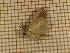  ( - CLV380811)  @12 [ ] Copyright (2011) Olivier Bouteleux Unspecified