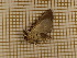  ( - CLV3844)  @12 [ ] Copyright (2011) Olivier Bouteleux Unspecified