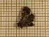  (Dyops chromatophila - CLV3857)  @12 [ ] Copyright (2011) Olivier Bouteleux Unspecified