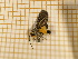 ( - CLV4048)  @12 [ ] Copyright (2012) Olivier Bouteleux Unspecified