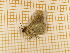  (Baniana CLV4102 - CLV4102)  @12 [ ] Copyright (2012) Olivier Bouteleux Unspecified