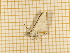  ( - CLV4246)  @12 [ ] Copyright (2012) Olivier Bouteleux Institut National de la Recherche Agronomique, Forestry Zoology