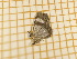  ( - CLV4247)  @12 [ ] Copyright (2012) Olivier Bouteleux Institut National de la Recherche Agronomique, Forestry Zoology