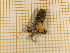  ( - CLV4274)  @12 [ ] Copyright (2012) Olivier Bouteleux Institut National de la Recherche Agronomique, Forestry Zoology