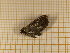  ( - CLV4278)  @12 [ ] Copyright (2012) Olivier Bouteleux Institut National de la Recherche Agronomique, Forestry Zoology
