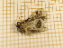  ( - CLV4280)  @12 [ ] Copyright (2012) Olivier Bouteleux Institut National de la Recherche Agronomique, Forestry Zoology