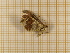  ( - CLV4293)  @12 [ ] Copyright (2012) Olivier Bouteleux Institut National de la Recherche Agronomique, Forestry Zoology