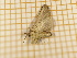  ( - CLV4295)  @13 [ ] Copyright (2012) Olivier Bouteleux Institut National de la Recherche Agronomique, Forestry Zoology