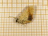  ( - CLV4296)  @12 [ ] Copyright (2012) Olivier Bouteleux Institut National de la Recherche Agronomique, Forestry Zoology