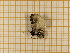  ( - CLV4298)  @12 [ ] Copyright (2012) Olivier Bouteleux Institut National de la Recherche Agronomique, Forestry Zoology