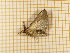  ( - CLV4303)  @12 [ ] Copyright (2012) Olivier Bouteleux Institut National de la Recherche Agronomique, Forestry Zoology