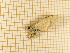  ( - CLV4315)  @12 [ ] Copyright (2012) Olivier Bouteleux Institut National de la Recherche Agronomique, Forestry Zoology
