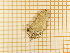  ( - CLV4316)  @12 [ ] Copyright (2012) Olivier Bouteleux Institut National de la Recherche Agronomique, Forestry Zoology