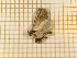  ( - CLV4324)  @12 [ ] Copyright (2012) Olivier Bouteleux Institut National de la Recherche Agronomique, Forestry Zoology