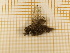  ( - CLV4326)  @12 [ ] Copyright (2012) Olivier Bouteleux Institut National de la Recherche Agronomique, Forestry Zoology