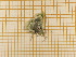  ( - CLV4330)  @12 [ ] Copyright (2012) Olivier Bouteleux Institut National de la Recherche Agronomique, Forestry Zoology