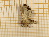  ( - CLV4431)  @13 [ ] Copyright (2012) Olivier Bouteleux Institut National de la Recherche Agronomique, Forestry Zoology
