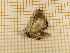  ( - CLV4453)  @12 [ ] Copyright (2012) Olivier Bouteleux Institut National de la Recherche Agronomique, Forestry Zoology