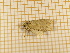  ( - CLV4456)  @12 [ ] Copyright (2012) Olivier Bouteleux Institut National de la Recherche Agronomique, Forestry Zoology