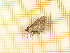  ( - CLV4503)  @12 [ ] Copyright (2012) Olivier Bouteleux Institut National de la Recherche Agronomique, Forestry Zoology