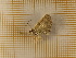  ( - CLV450712)  @12 [ ] Copyright (2012) Olivier Bouteleux Institut National de la Recherche Agronomique, Forestry Zoology