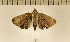  ( - CLV4567)  @13 [ ] Copyright (2012) Olivier Bouteleux Institut National de la Recherche Agronomique, Forestry Zoology
