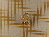  ( - CLV4620)  @12 [ ] Copyright (2012) Olivier Bouteleux Institut National de la Recherche Agronomique, Forestry Zoology