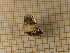  ( - CLV4633)  @13 [ ] Copyright (2012) Olivier Bouteleux Institut National de la Recherche Agronomique, Forestry Zoology