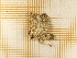  ( - CLV4639)  @13 [ ] Copyright (2012) Olivier Bouteleux Institut National de la Recherche Agronomique, Forestry Zoology