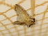  ( - CLV4768)  @12 [ ] Copyright (2012) Olivier Bouteleux Institut National de la Recherche Agronomique, Forestry Zoology