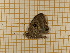  ( - CLV4795)  @12 [ ] Copyright (2012) Olivier Bouteleux Institut National de la Recherche Agronomique, Forestry Zoology