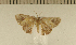  ( - CLV5049)  @13 [ ] Copyright (2012) Olivier Bouteleux Institut National de la Recherche Agronomique, Forestry Zoology