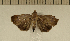  ( - CLV5071)  @13 [ ] Copyright (2012) Olivier Bouteleux Institut National de la Recherche Agronomique, Forestry Zoology