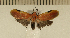  ( - CLV5075)  @13 [ ] Copyright (2012) Olivier Bouteleux Institut National de la Recherche Agronomique, Forestry Zoology