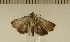  ( - CLV5077)  @13 [ ] Copyright (2012) Olivier Bouteleux Institut National de la Recherche Agronomique, Forestry Zoology