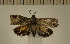  (Nigilgia - CLV5400)  @12 [ ] Copyright (2012) Olivier Bouteleux Institut National de la Recherche Agronomique, Forestry Zoology