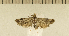  ( - CLV5444)  @13 [ ] Copyright (2012) Olivier Bouteleux Institut National de la Recherche Agronomique, Forestry Zoology
